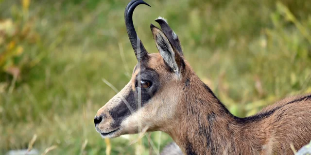 Chamois lying in the grass