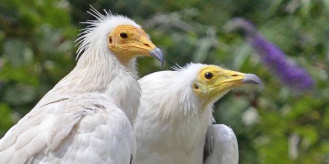 Egyptian Vulture, couple de Vautours percnoptères