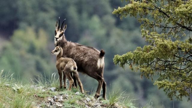 Maman Et Chamois lozère gorges du tarn