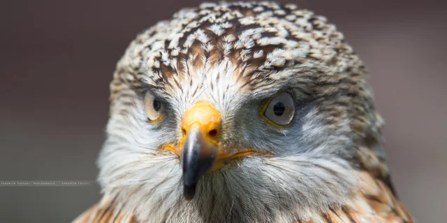 red kite gorges du tarn