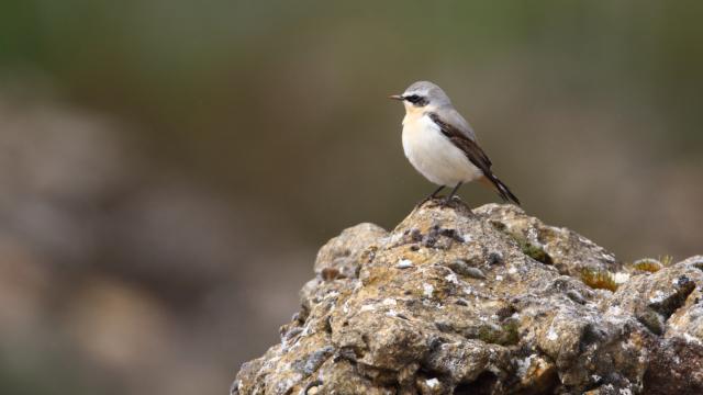 Traquet Motteux de profil sur un rocher