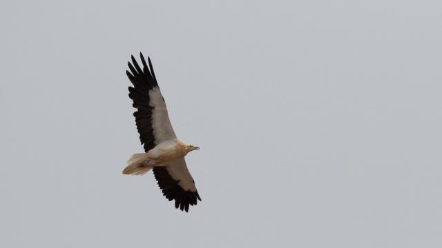 Vautour Percnoptere vol ciel