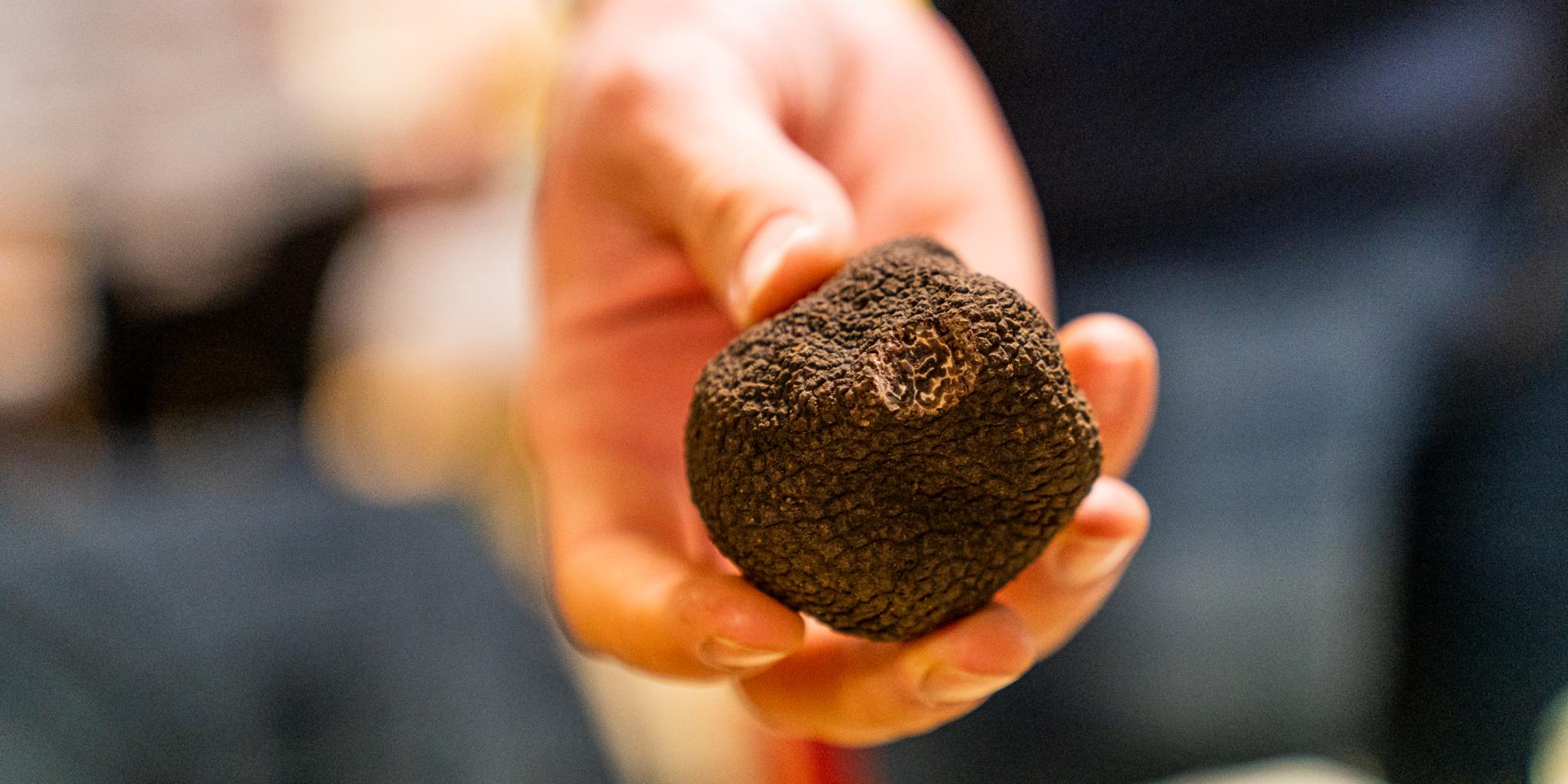 truffle lozère gorges du tarn