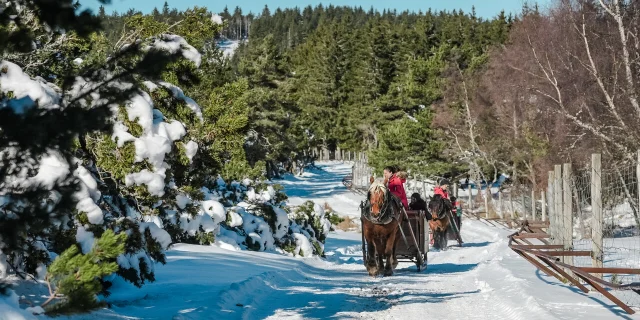 parc bisons d'europe visite traineau hiver