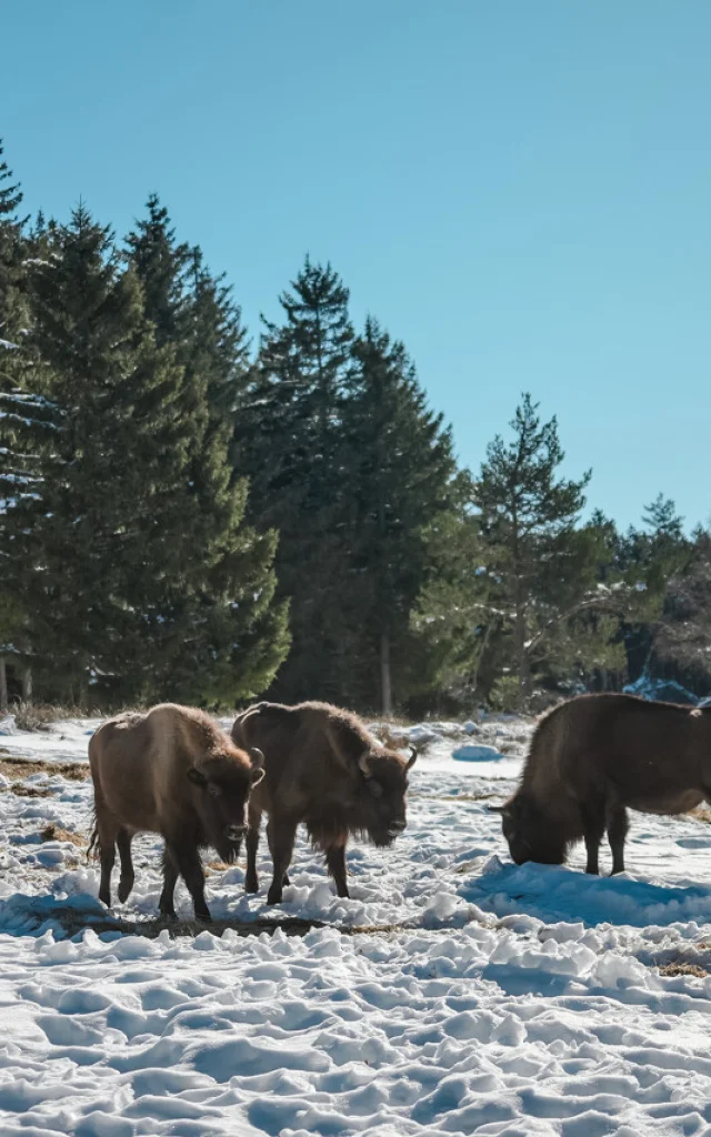 visite parc bisons d'europe