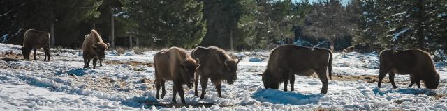 visite parc bisons d'europe