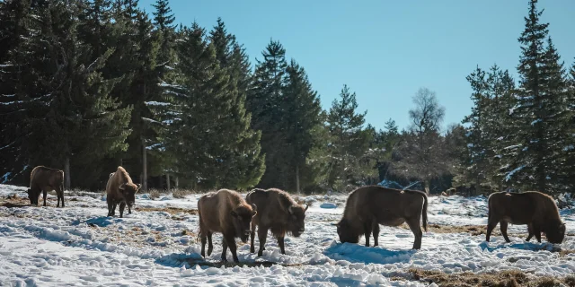 visite parc bisons d'europe