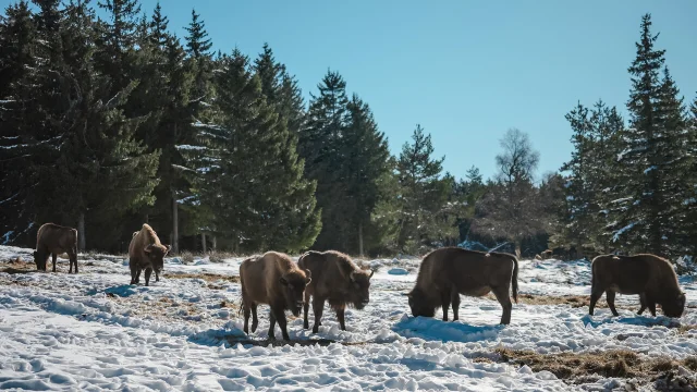 visite parc bisons d'europe