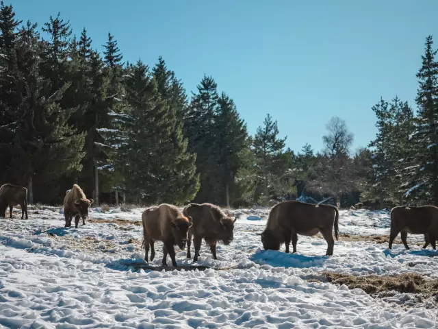 visit european bison park