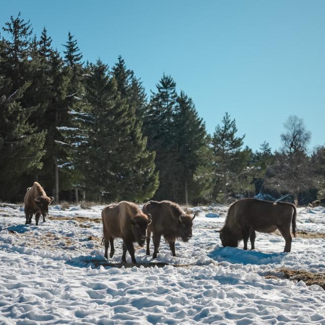 visite parc bisons d'europe