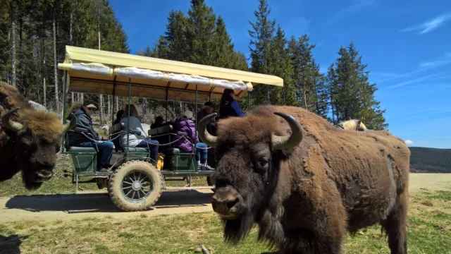 Réserve bisons Europe Lozère