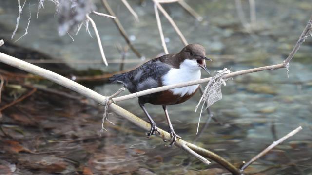 Dipper Lozère river