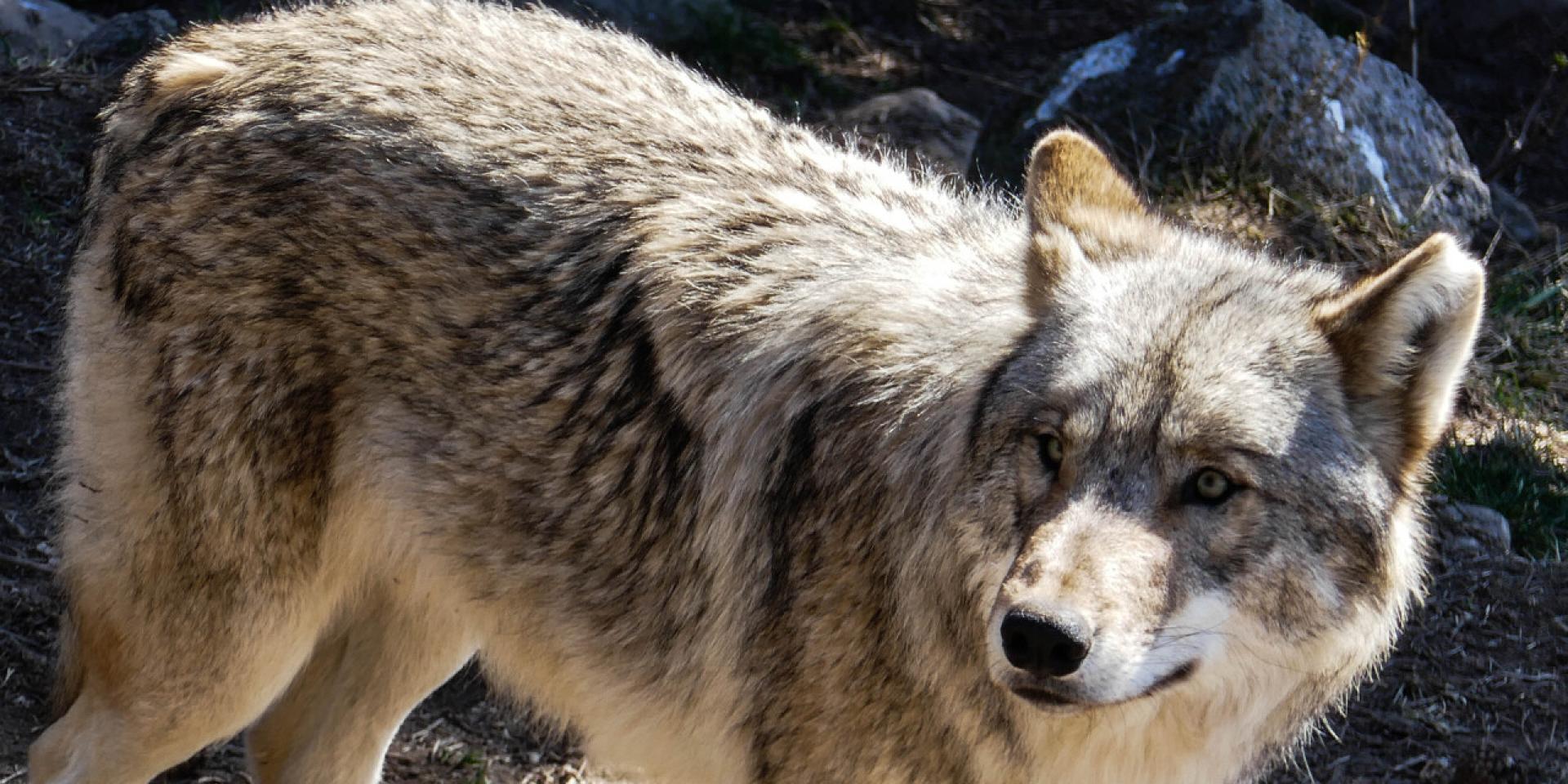 Loup du gévaudan.