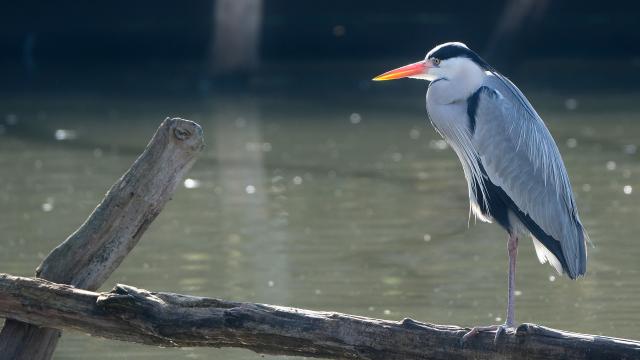 Grey heron Lot valley Lozère