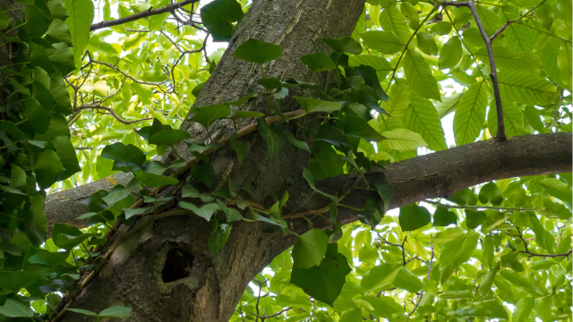 Noyer en feuilles