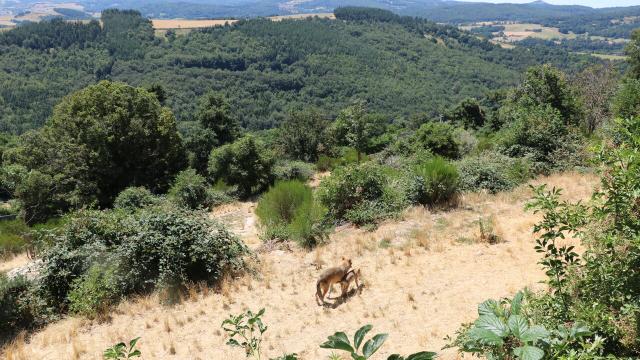 parc nature loup lozère