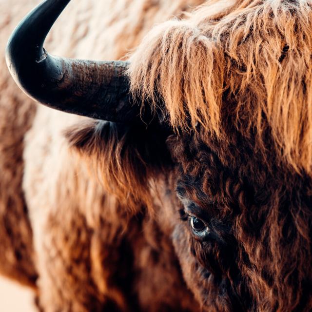 tête bison d'europe