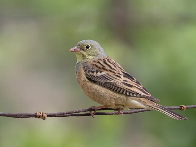 Bruant Ortolan Oiseau Des Grands Causses