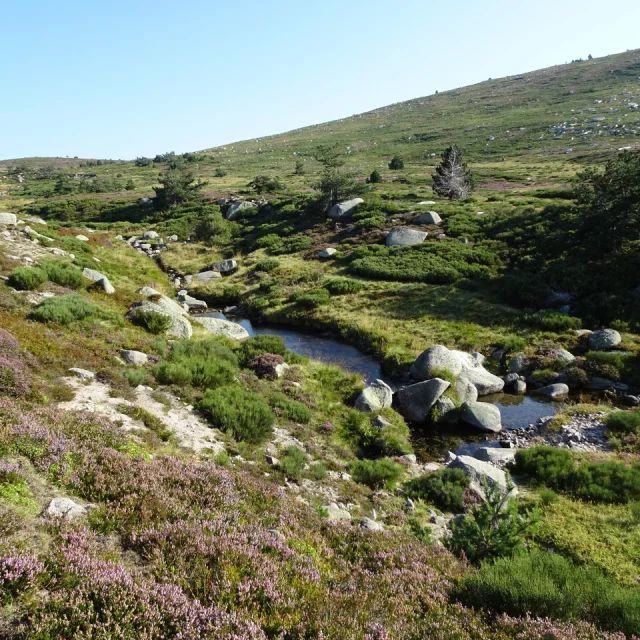 source du lot mont-lozère