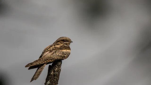 Engoulevent Deurope Oiseau Des Grands Causses