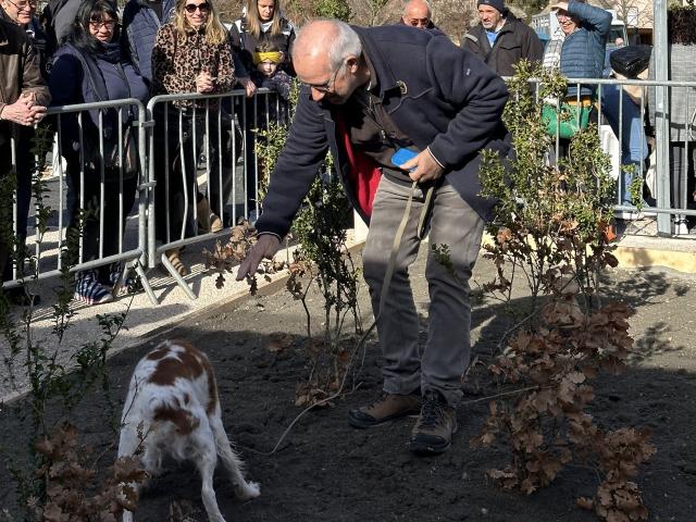 Cavage avec chien truffier, fête de la truffe la Canourgue.