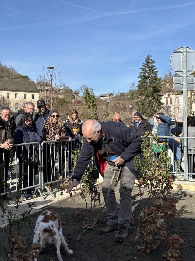 Cavage avec chien truffier, fête de la truffe la Canourgue.