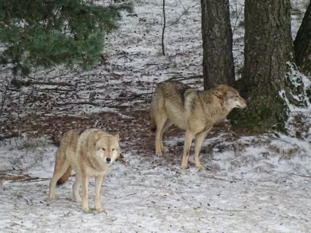 Parc des loups du Gévaudan