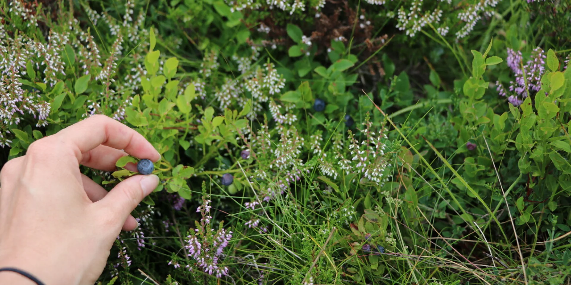 blueberry picking aubrac