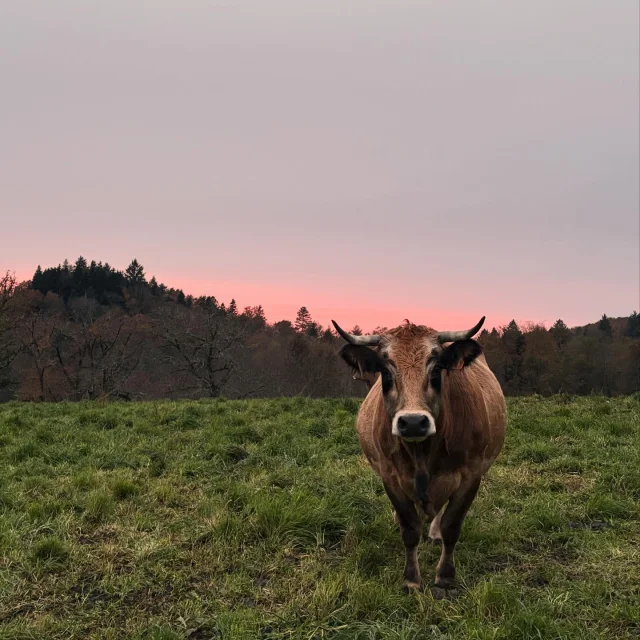 Instagram #aubrac